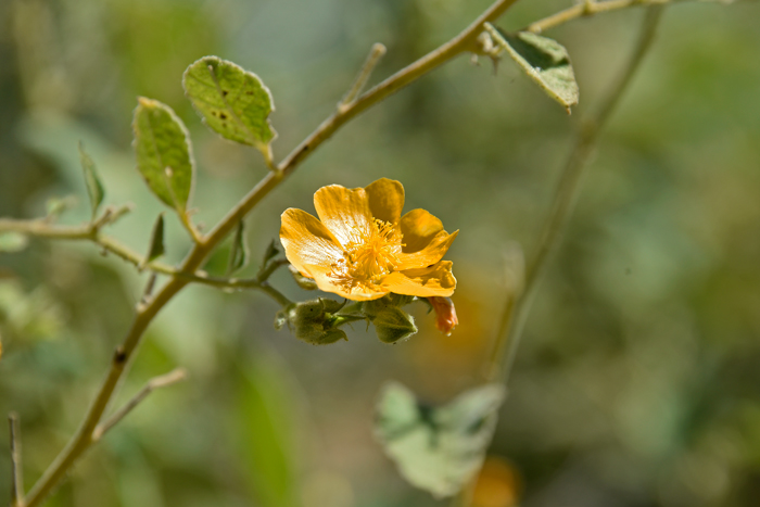Chisos Mtn False Indianmallow has medium size showy orange-yellow flowers. This species blooms from June to October. Allowissadula holosericea 